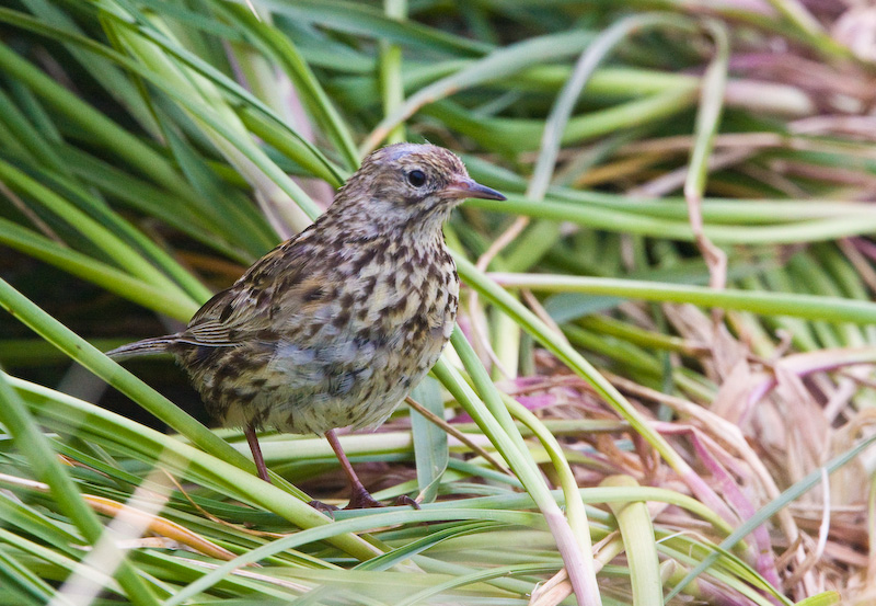 South Georgia Pipit